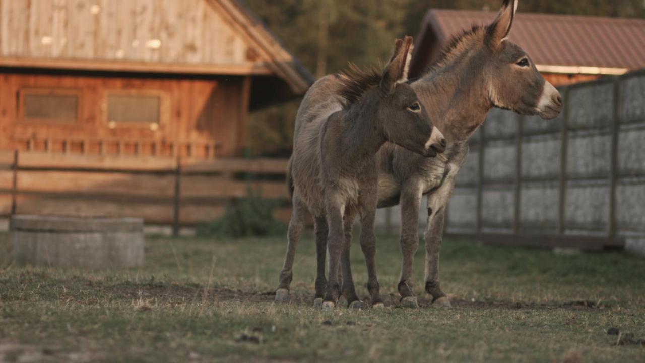 Tatarska Zagroda - Agroturystyka Dolina Baryczy Noclegi - Domek Danielek Krosnice エクステリア 写真